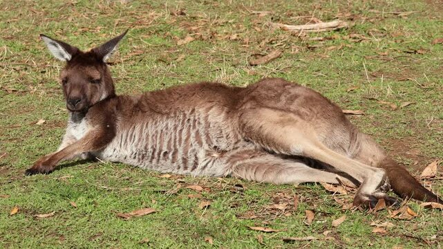 A resting eastern grey kangaroo (Macropus giganteus) in natural habitat, South Australia