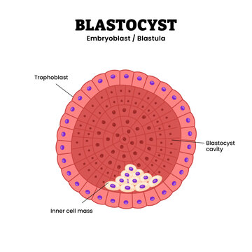 Blastocyst cell structure anatomy diagram infographic showing early embryonic stage with trophoblast, blastocyst cavity, and inner cell mass, multicellular eukaryotic organism pre implantation phase