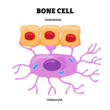 Bone cell structure anatomy diagram infographic. Osteoblast and osteocyte. Labeled osteocyte, nucleus, matrix, canaliculi. Bone tissue structure, mineralizing, connective, skeletal system.