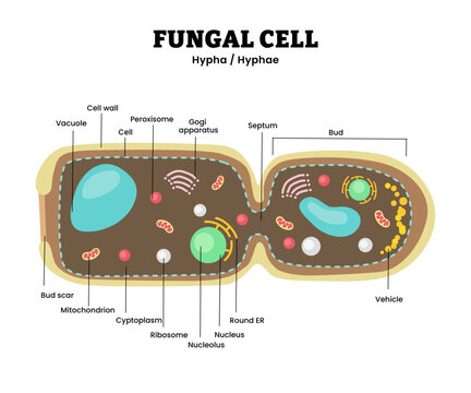 Fungal cell structure anatomy diagram infographic. Hypha hyphae. Labeled bud scar, vesicle, septum, rough ER. Fungi structure. heterotrophic, eukaryotic organisms biology illustration vector.