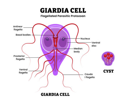 Giardia cell structure anatomy diagram infographic. Flagellated parasitic protozoan. Labeled cyst, flagella, ventral disc, median body. Intestinal parasite giardiasis in humans. eukaryotic organism.