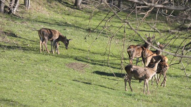 Group of female Roe deer and cubs grazing in alpine meadow and forest in background. Wildlife spring scene in Italian Alps, natural behavior captured in 4K 60fps