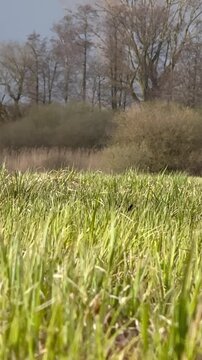 Uferschnepfe (limosa limosa) beim nestbau in feuchtwiese, uferschnepfe sammelt material und baut ihr nest im gras einer feuchten wiesenlandschaft