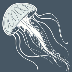 A jellyfish with a white outline on a dark background ©  Image Factory
