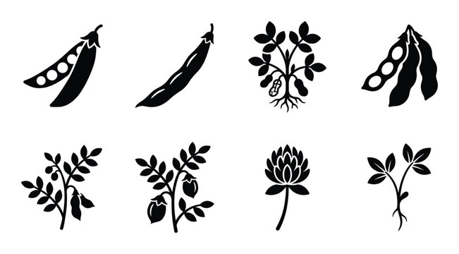 Botanical legume plant icons including green peas soybean and peanut symbols for agriculture designs