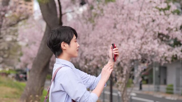 桜の花の写真をスマートフォンで撮る女性