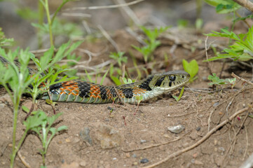 Fototapeta premium Red‑sided keelback (Rhabdophis lateralis) with bright orange lateral markings in natural habitat