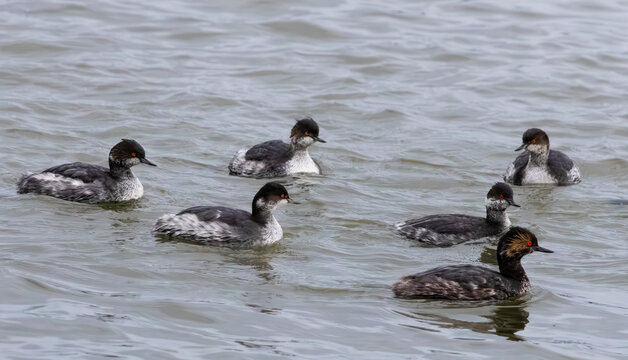 horned grebe family swimming