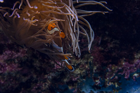 Acuario