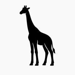 Fototapeta premium A striking silhouette of a giraffe stands prominently against a white background