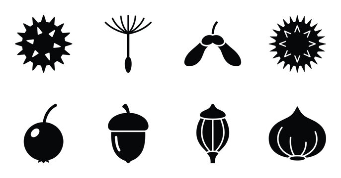 Botanical seeds and nuts collection including acorn dandelion chestnut and maple samara silhouettes