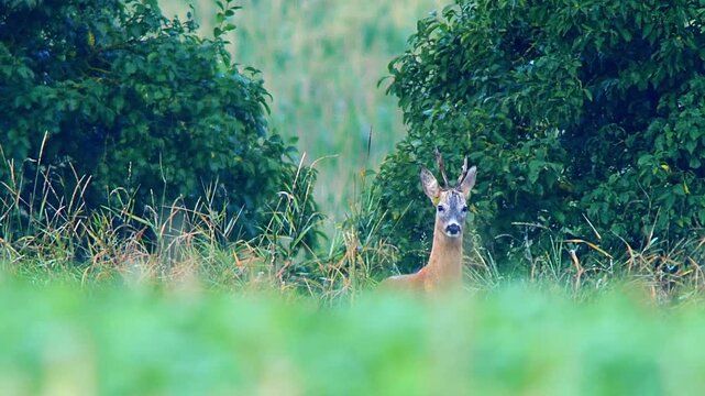 Roe Buck Patrolling and Marking Territory on Summer Meadow at Sunrise