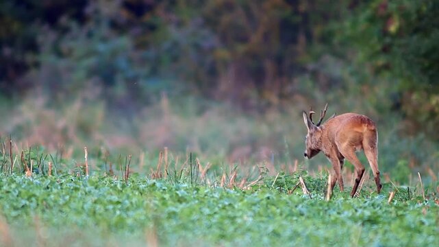 Instinct and Courtship &ndash; Male Deer Pursuing Female in Summer Rut