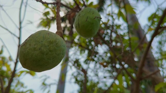Low-angle close-up of Ramphal (Annona reticulata) fruits hanging from a tree branch, gently swaying in natural breeze with soft sunlight filtering through leaves, creating a calm orchard atmosphere