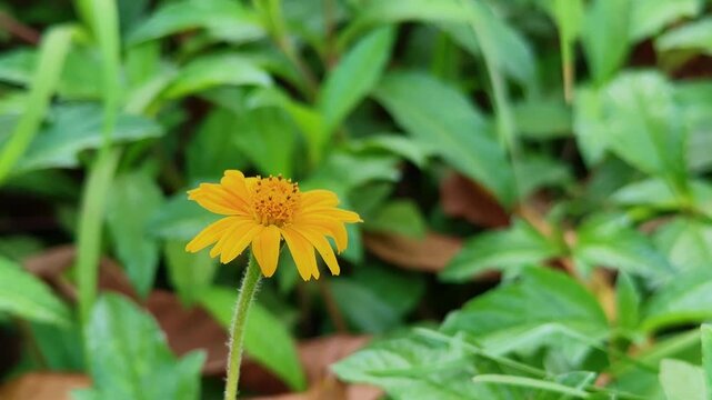 Close-up of a bright yellow Wedelia flower (Sphagneticola trilobata) standing tall against rich green leaves, captured in soft natural light with a clean, blurred background.
