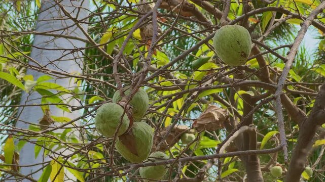 Close-up of Ramphal (Annona reticulata) fruits hanging from branches among green leaves, captured in natural sunlight with a detailed view of texture and organic growth in a tropical setting.