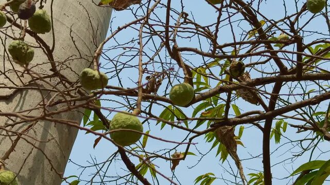 Wide view of multiple Ramphal (Annona reticulata) fruits growing on intertwined branches against a clear sky, showcasing natural growth, organic patterns, and a tropical orchard environment.