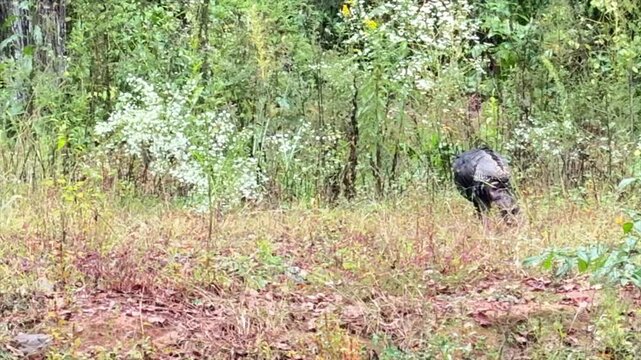 Turkey in a field at the edge of the river