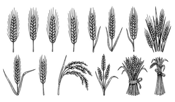 Vintage wheat and barley engraving vector set with cereal grain ears rye and rice botanical illustration