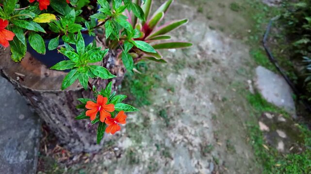Bright orange flowers (Impatiens) and then pulling back to reveal a beautifully landscaped garden path. variety of tropical and mountain plants, including bromeliads and ferns
