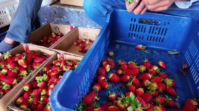 Compelling look at the human element of agriculture. local farmers select best fruits from blue plastic crates and place them into smaller retail boxes, raw and natural beauty of the harvest