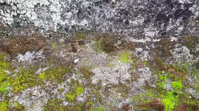 green moss growing on concrete wall surface. Natural grunge texture background in damp environment, organic pattern and abstract detail.