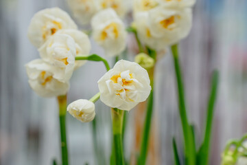 Fototapeta premium White daffodils with delicate petals and yellow shades in the center, on long green stems.