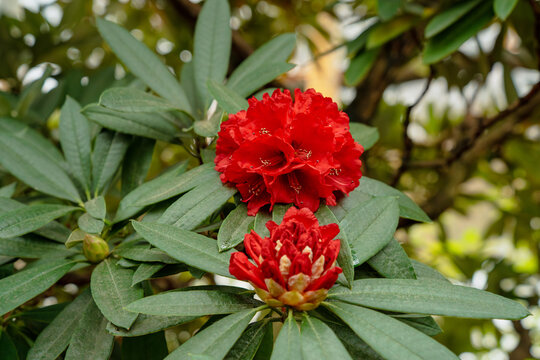 Rhododendron Nepal Images  Browse 1,024 Stock Photos, Vectors, and Video |  Adobe Stock