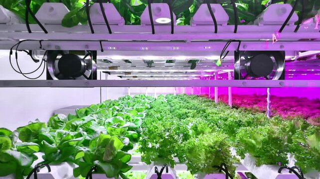 Leafy greens flourish on stacked racks in an indoor vertical farm, lit by pink LED grow lights with fans and sensors, showcasing hydroponic cultivation in a controlled environment.