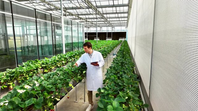 Researcher in a greenhouse inspects rows of strawberry plants with a tablet, monitoring cultivation in a controlled environment.