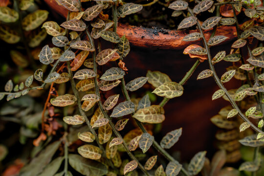 Macodes petola is a "precious orchid". Small oval leaves with pronounced golden veins on a velvety green surface.