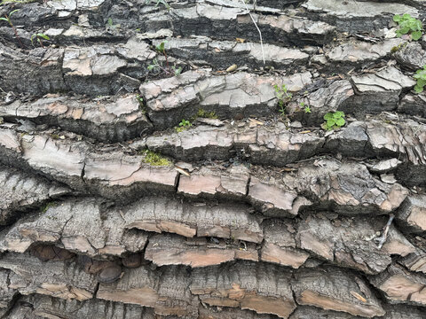 Bark Closeup