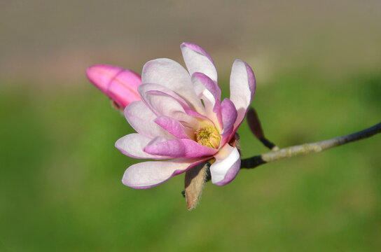 Magnolia stellata 'waterlily ' blomming in spring. Closeup 'pink star 'magnolia branch isolated outdoors against natural green blurred background. Nature,springtime environment ,awakening of nature.		