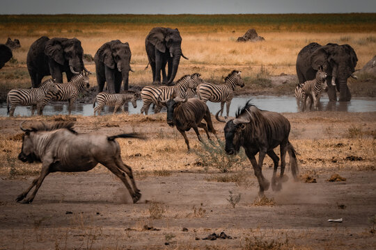 Wildebeest running in front of elephants and zebras at waterhole Mababe Botswana