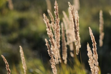 Naklejka premium field with Pennisetum grass, dry spikelets among the grass on a blurred background