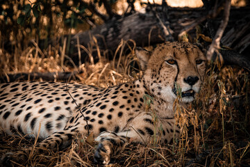 Close up of cheetah resting in grass Chobe National Park Botswana © Rebekka