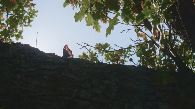 The study of insect behavior. Insectology. Scientific project