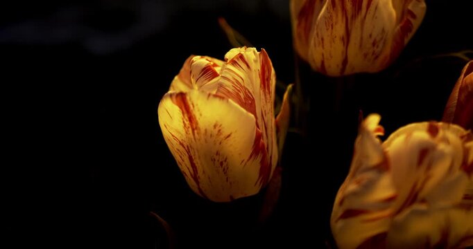 Congratulatory floral background. White tulips with lilac stripes on a black background. Close up view with changes in sharpness