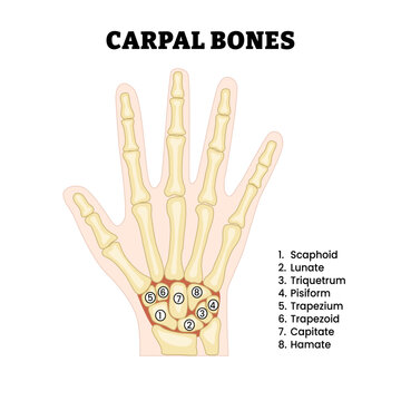 Carpal bones structure anatomy diagram. Human hand wrist anatomy. Wrist small bones. Labeled Scaphoid, Lunate, Triquetrum, Pisiform, Trapezium, Trapezoid, Capitate and Hamate. Vector illustration.