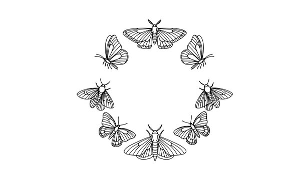 Minimal butterfly moth sketch circle composition hand drawn insect vector design