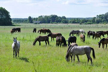 konie w stadninie © marsad