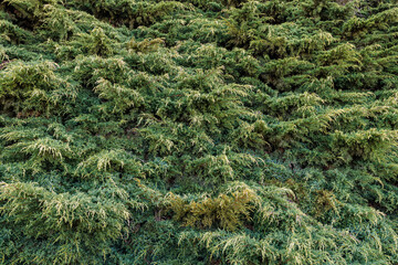 Juniperus horizontalis. Creeping juniper or creeping sabina with a ground cover function.