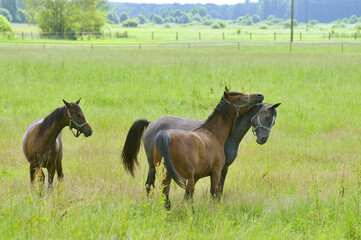 konie w stadninie © marsad