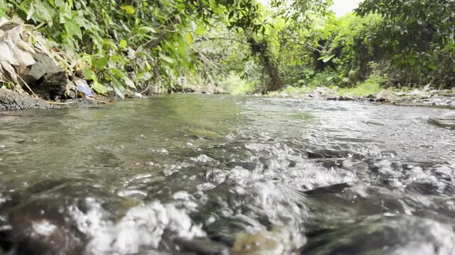 Low‑angle shot of a gentle creek flowing through lush tropical foliage, landscape video suited for relaxing nature backgrounds, travel content, and environmental stories.