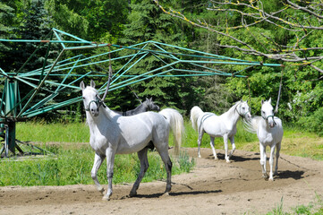 konie w stadninie © marsad