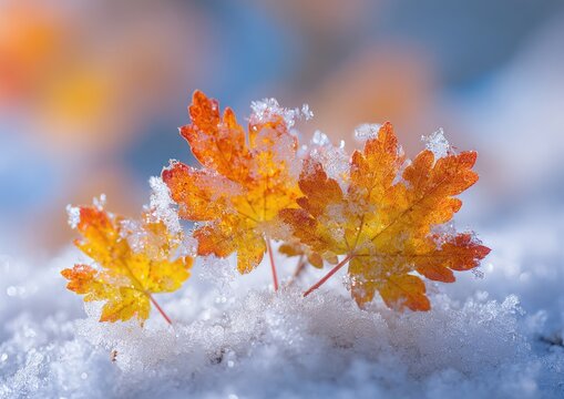 Autumn leaves frosted with early winter snow, vibrant colors against soft background