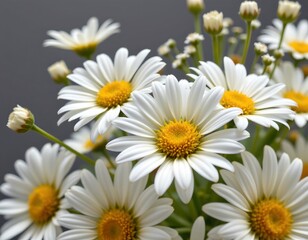 Fototapeta premium Dewkissed Daisy Arrangement Soft Natural Light