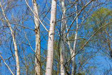 Obraz premium White poplar trees (Populus alba) trunks and branches against blue sky