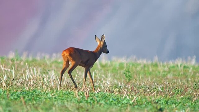 Roe Buck Patrolling and Marking Territory on Summer Meadow at Sunrise