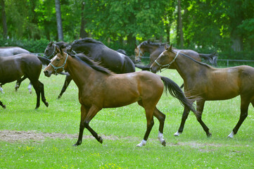konie w stadninie © marsad